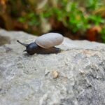 paklenica nemzeti park